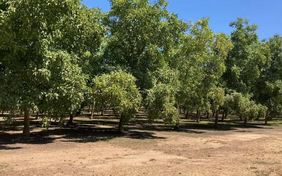 7 acre walnut orchard with great Class1 soil